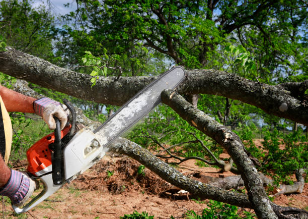 Tree Removal for Businesses in Rockville, MD